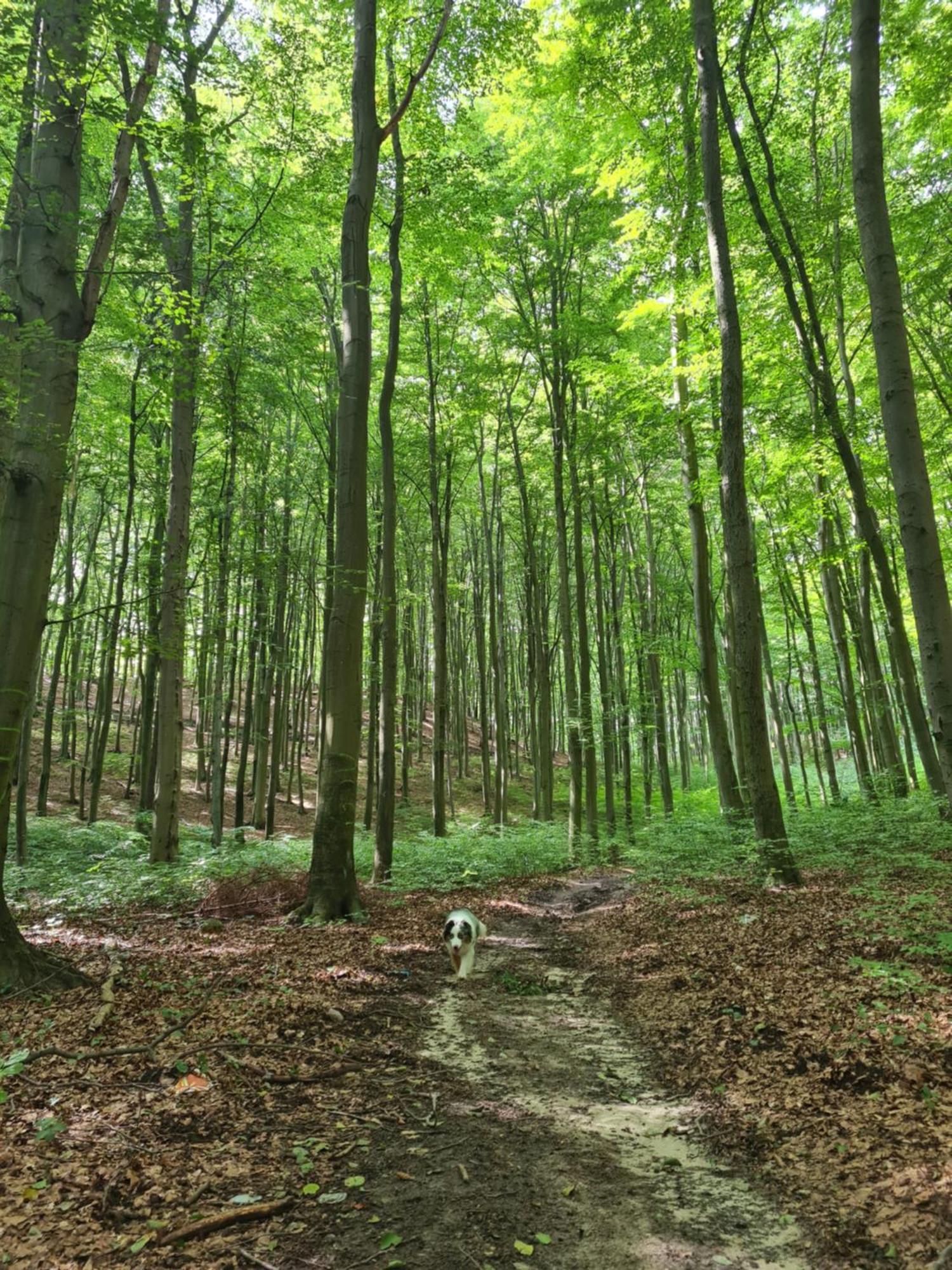 Wigwam Dom Z Basenem Na Kaszubach Villa Sulęczyno Dış mekan fotoğraf